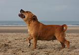 STAFFIE 349
